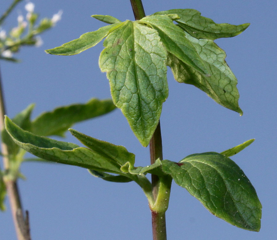 Изображение особи Valeriana tripteris.