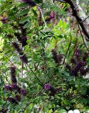 Amorpha fruticosa. Ветви с соцветиями. Южный Берег Крыма, окр. пос. Батилиман. Июнь 2004 г.