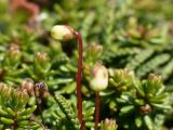 Cassiope lycopodioides