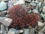 Rhodiola coccinea