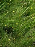 Ranunculus reptans