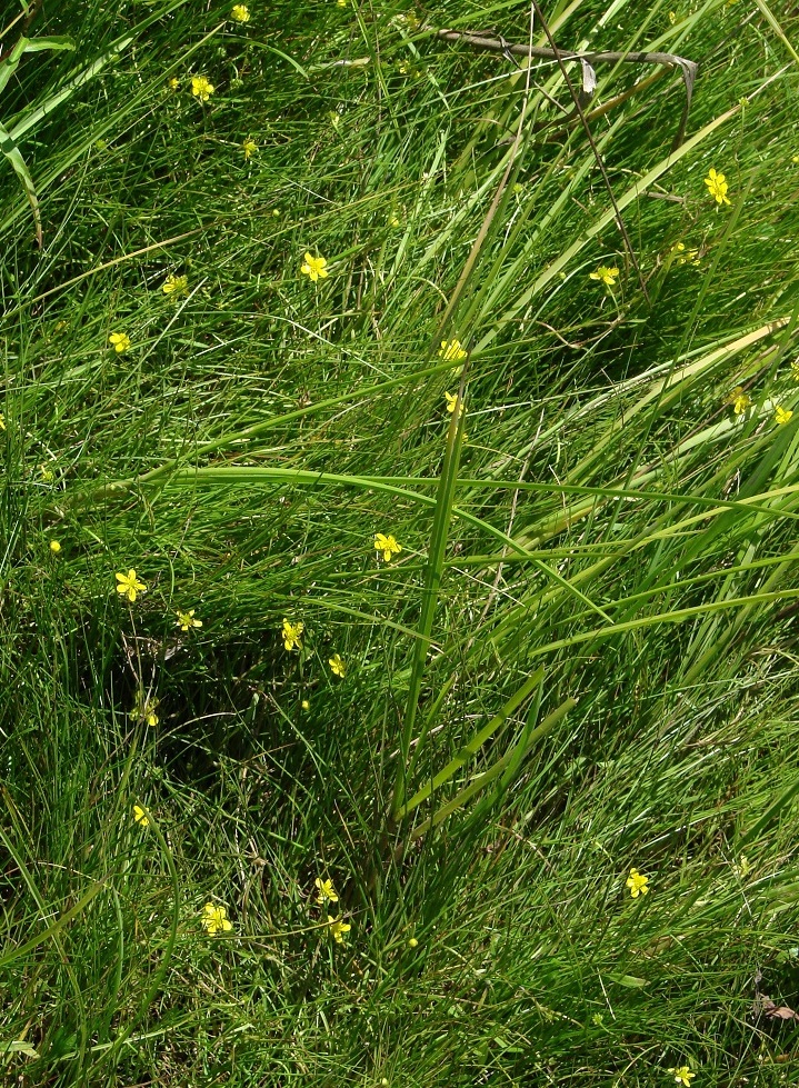 Изображение особи Ranunculus reptans.