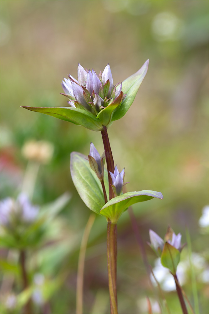 Изображение особи Gentianella lingulata.