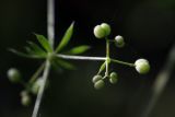 Galium aparine. Соплодие. Южный Казахстан, левый берег Сыр-Дарьи в 10 км выше Сюткента. 29.04.2015.