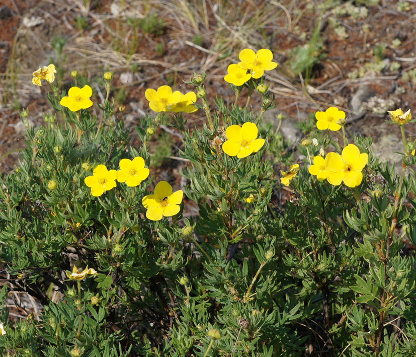 Изображение особи Dasiphora fruticosa.