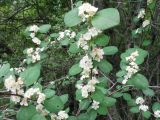 Cotoneaster karatavicus. Верхушка цветущего растения. Казахстан, хр. Сырдарьинский Каратау, ущ. Беркара, подлесок в каркасово-боярышниково-ясеневом тугае, ~700 м н.у.м. 10 мая 2016 г.