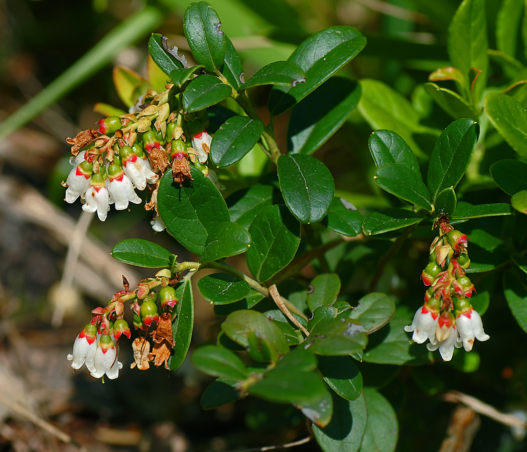 Изображение особи Vaccinium vitis-idaea.