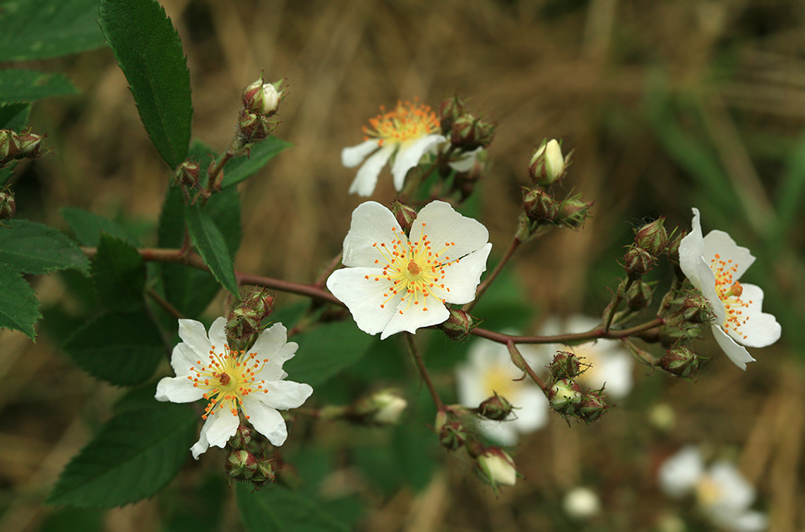 Изображение особи Rosa multiflora.