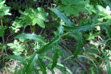 Carlina biebersteinii