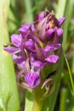 Dactylorhiza incarnata. Соцветие карликового растения. Ленинградская обл., Гатчинский р-н, окр. пос. Пудость, луг в старом травертиновом карьере. 04.06.2016.