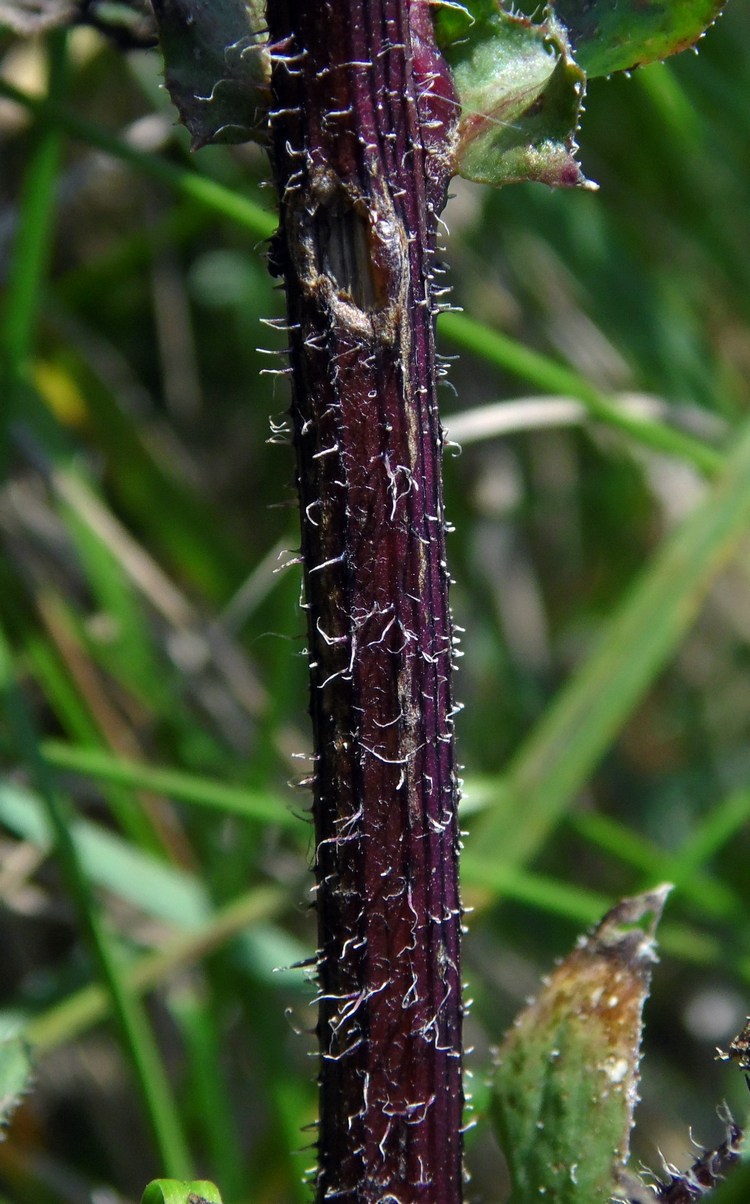 Image of Crepis rhoeadifolia specimen.