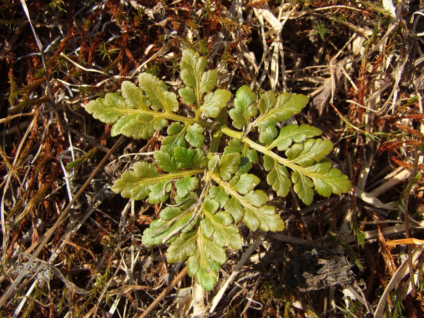 Изображение особи Botrychium multifidum.