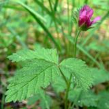 Rubus arcticus