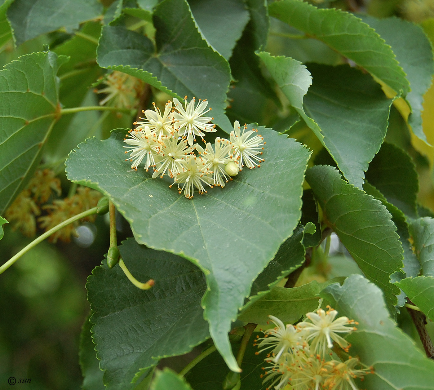 Изображение особи Tilia amurensis.