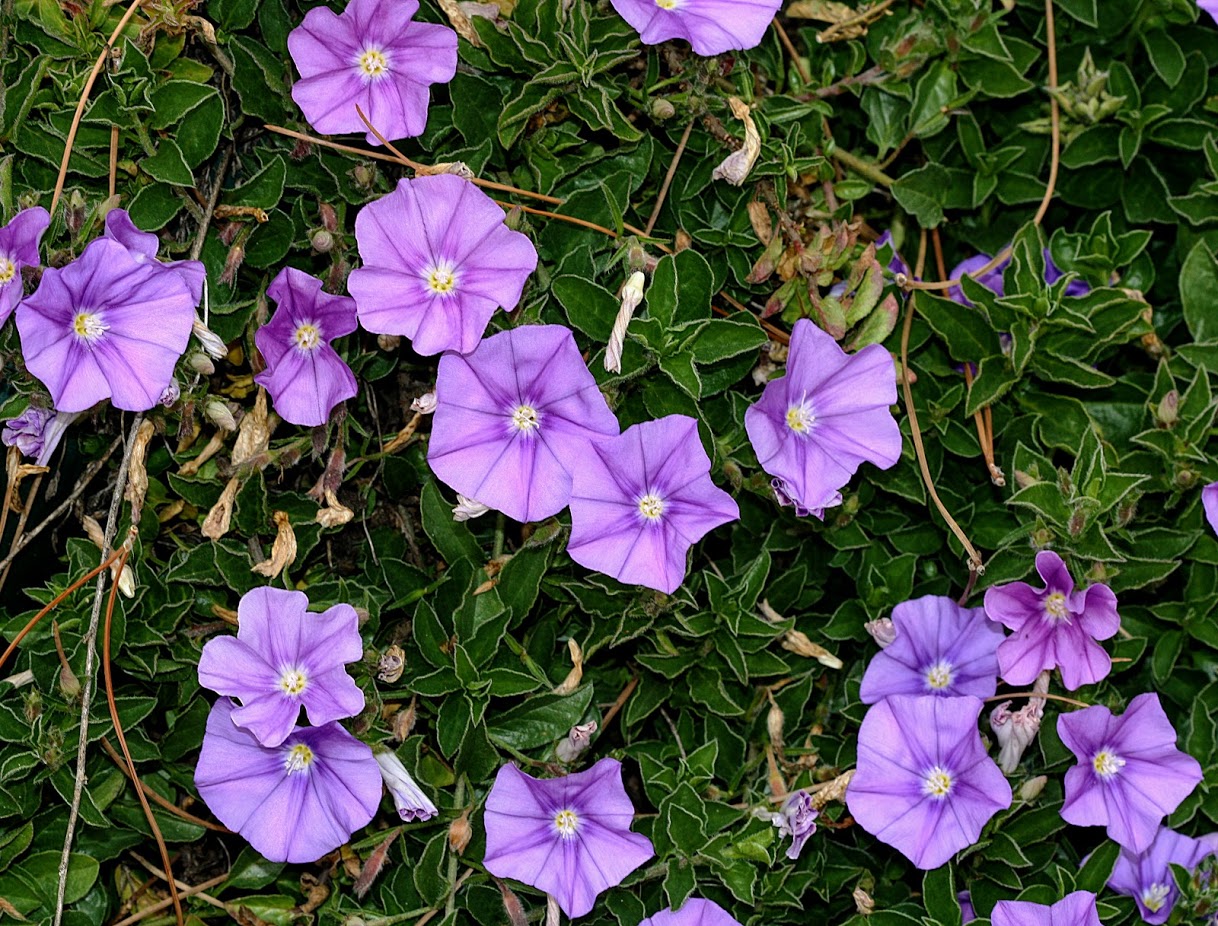 Изображение особи Convolvulus sabatius ssp. mauritanicus.