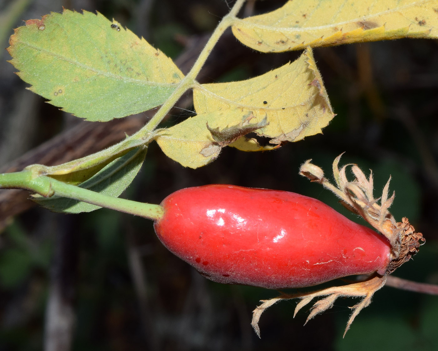 Изображение особи Rosa canina.