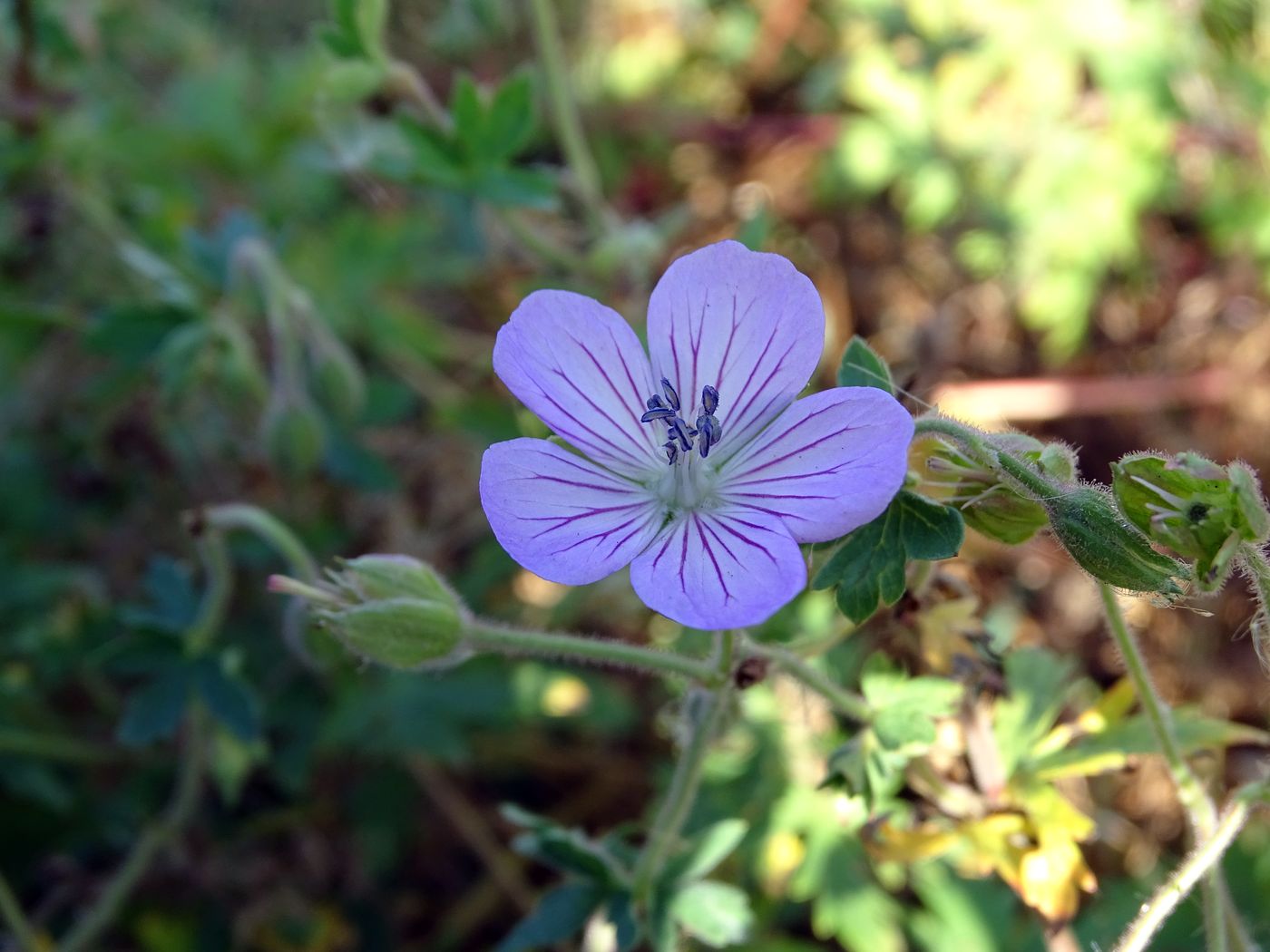 Изображение особи род Geranium.