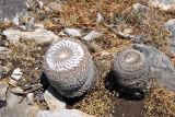 Mammillaria formosa