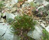 Silene stenophylla