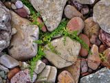 Galium palustre