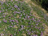 Lathyrus japonicus. Заросли цветущих растений. Магаданская обл., Ольский р-н, трасса Магадан-Ола, обочина дороги. 10.07.2015.