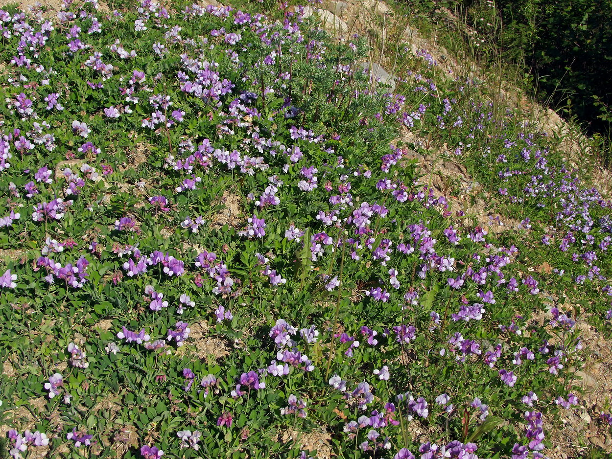 Изображение особи Lathyrus japonicus.