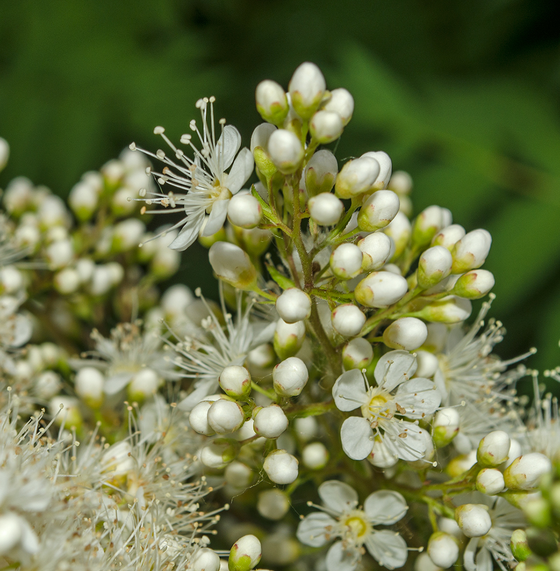 Изображение особи Sorbaria sorbifolia.