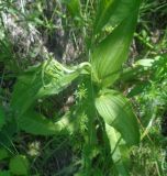 Epipactis helleborine. Бутонизирующее растение с искривлённым стеблем. Тверская обл., г. Тверь, Заволжский р-н, окр. Вагоностроительного завода, берег р.Волги, кустарник. 09.06.2019.