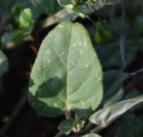 Boerhavia coccinea