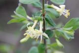 Lonicera microphylla. Часть ветви с соцветиями. Узбекистан, Джизакская обл., северный склон Туркестанского хребта, Зааминский национальный парк, урочище Кашкасу, среди арчового леса, ок. 2230 м н.у.м. 10.05.2019.