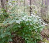 Philadelphus coronarius