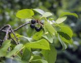 Rhamnus cathartica