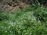 Cerastium davuricum