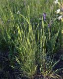 Phleum phleoides