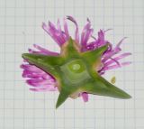 Carpobrotus modestus