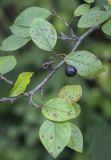 Cotoneaster lucidus