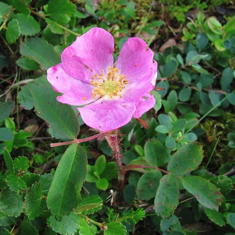 Изображение особи Rosa acicularis.