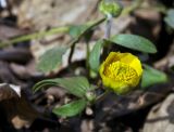 Ranunculus franchetii