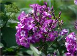 Phlox paniculata