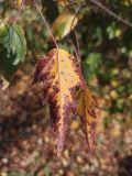 Acer ginnala