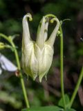 Aquilegia vulgaris. Распускающийся бутон. Московская обл., Дмитровский р-н, окр. пос. Раменский, возле лесной дороги. 14.06.2023.