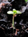 Epilobium adenocaulon