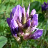 Astragalus agrestis. Соцветие. Свердловская обл., окр. г. Североуральск, р-н известнякового карьера, открытое пространство в сосново-еловом лесу, глинисто-щебнистый грунт. 15.06.2011.