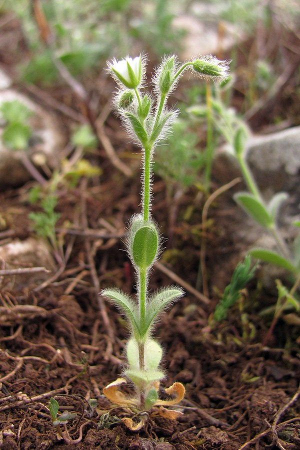 Изображение особи Cerastium brachypetalum ssp. tauricum.