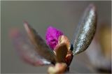 Rhododendron ledebourii. Распускающийся цветок. Красноярский край, 13 мая 2012 г.