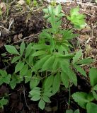 Valeriana sambucifolia