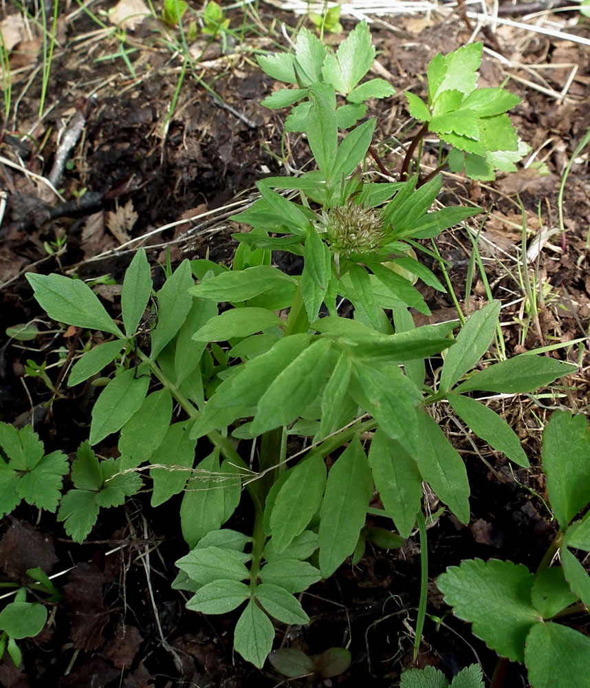 Изображение особи Valeriana sambucifolia.