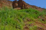 Equisetum telmateia