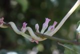 Cuscuta lehmanniana