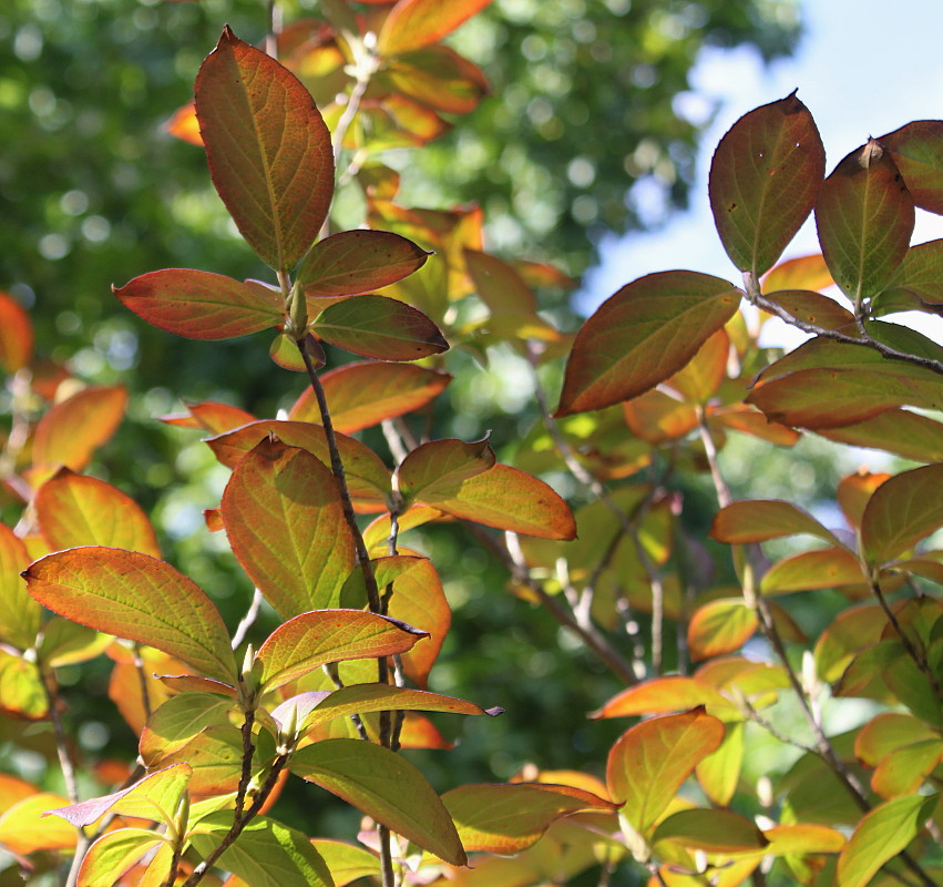 Изображение особи Stewartia pseudocamellia.